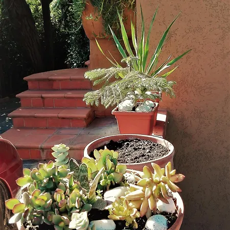 Il Gelsomino فيلة