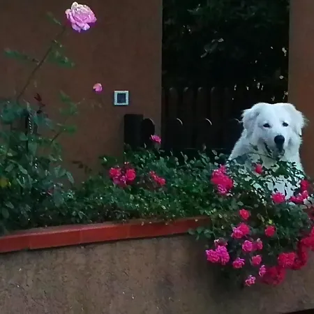 Il Gelsomino Forte dei Marmi