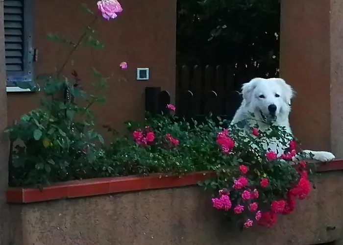 Il Gelsomino Forte dei Marmi